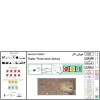 گونه دوپای سه انگشتی تالر Thaler three – toed jerboa